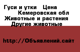 Гуси и утки › Цена ­ 1000-1500 - Кемеровская обл. Животные и растения » Другие животные   
